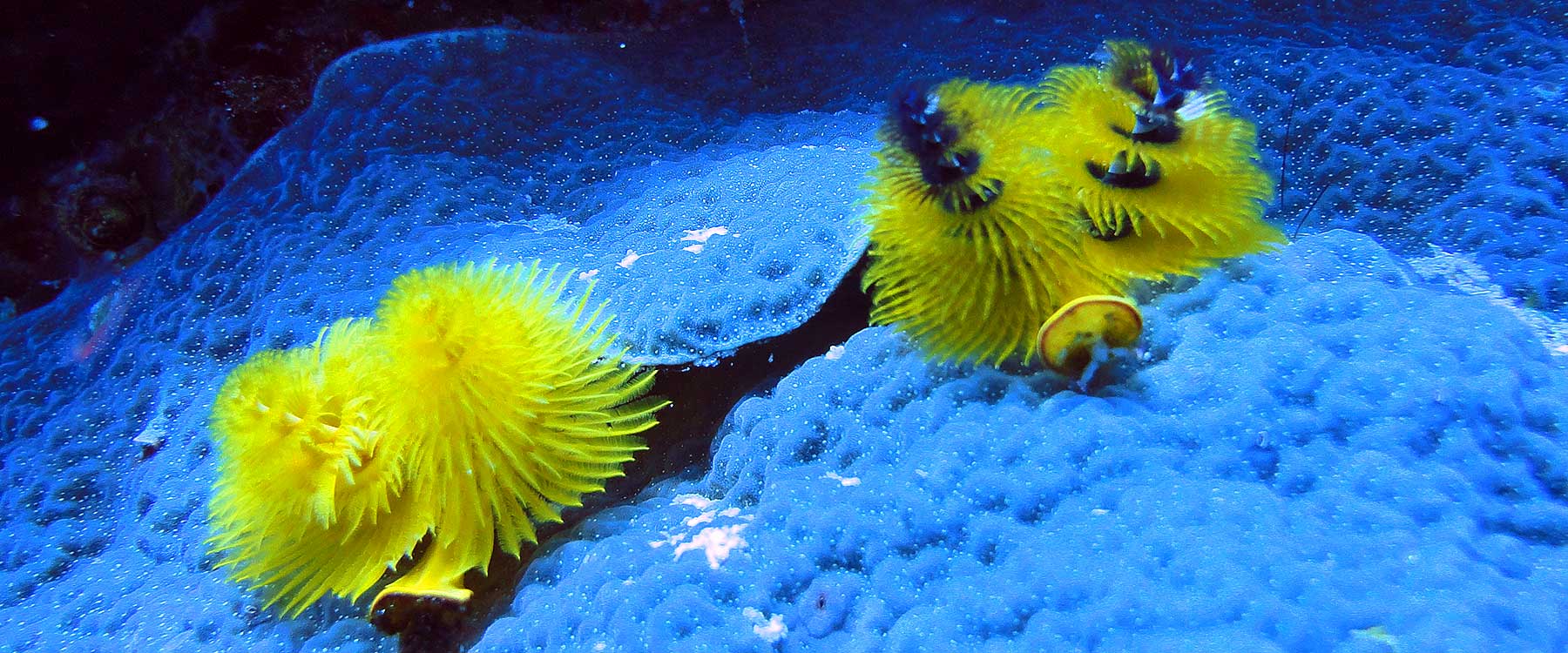 cairns christmas day boxing day reef tours cairns christmas day boxing day reef tours