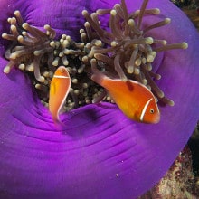ANENOME-FISH - Ribbon Reefs