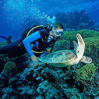 Cairns day tour to dive with sea turtles on Great Barrier Reef