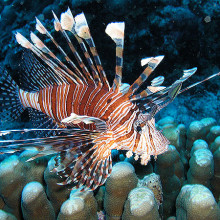 LIONFISH - Fish of the Great Barrier Reef