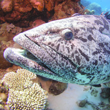 Get close to giant potato cod at the Cod Hole