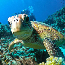 Dive with turtles on the Great Barrier Reef