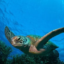 Sea turtles on the Great Barrier Reef - Pro Dive Cairns