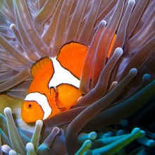 Scuba dive with clown fish on the Great Barrier Reef - Pro Dive Cairns