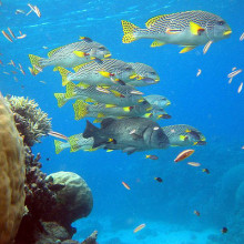 Great Barrier Reef Fish - Pro Dive Cairns