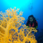 Cairns best scuba diving trip to the Cold Hole and Ribbon Reefs