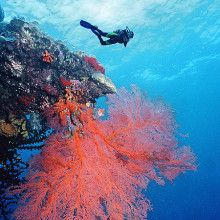 Scuba diving over a sea fan on the Great Barrier Reef