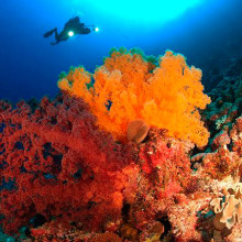 Cairns most expensive scuba diving trip