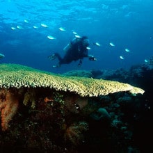 Diving on the Ribbon Reefs with Spirit of Freedom