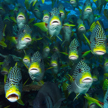 SOF-sweetlip - Great Barrier Reef Fish