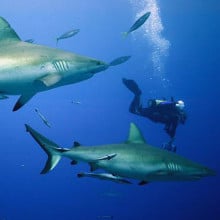 Scuba Diving with Grey Whaler Sharks in the Coral Sea