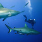 Scuba Diving with Grey Whaler Sharks in the Coral Sea