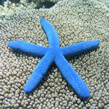 STARFISH on Great Barrier Reef
