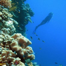 Free Diving with Reef Magic Cruises