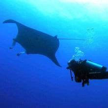 Scuba dive with a giant manta ray on the Great Barrier Reef