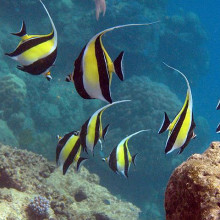 Great Barrier Reef Fish - Cairns scuba diving tours