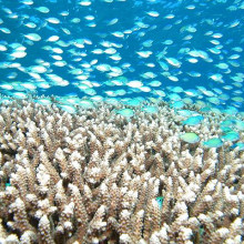 Reef Magic Cruises day tours to the Great Barrier Reef