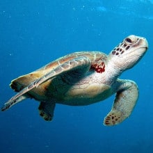 Diving with sea turtles on the Great Barrier Reef from Cairns