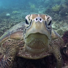 Diving with turtles on the Great Barrier Reef, Cairns