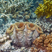 Clam on Great Barrier Reef