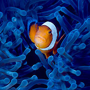 Anemone Fish 