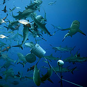 Great Barrier Reef sharks