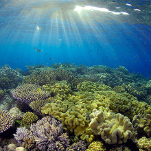 Amazing coral reefs, as seen on a Sunlover Cruises day tour