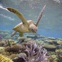 Swim with the turtles over the Great Barrier Reef