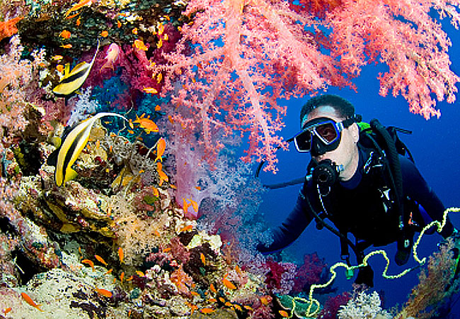 Cairns December Dive Reviews: Liveaboard Diving