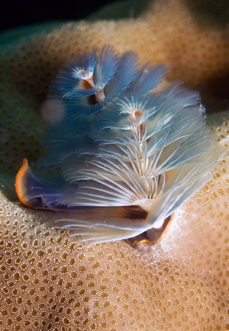 Christmas Tree Worm - Great Barrier Reef
