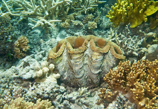 Liveaboard Dive Reviews - Milln Reef - Giant Clam
