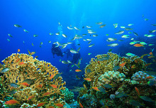 Cairns Great Barrier Liveaboard Dive Review: Milln Reef