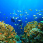 Cairns Great Barrier Liveaboard Dive Review: Milln Reef