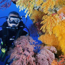 Scuba dive with soft corals on the Great Barrier Reef