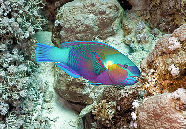 Liveaboard Dive Reviews - Thetford Reef - Parrotfish