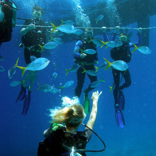Cairns Introductory Dive Review - Passions of Paradise