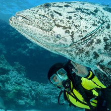 Cod Hole diving with giant Potato Cod