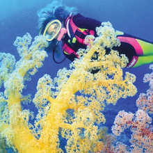 coral-dive