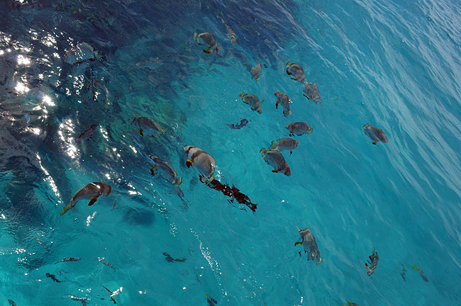 Michaelmas Cay - fish feeding with Passions of Paradise