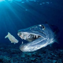 Coral Sea Fish - Barracuda