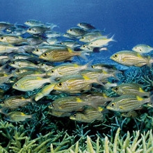 Great Barrier Reef Fish - sweet lip
