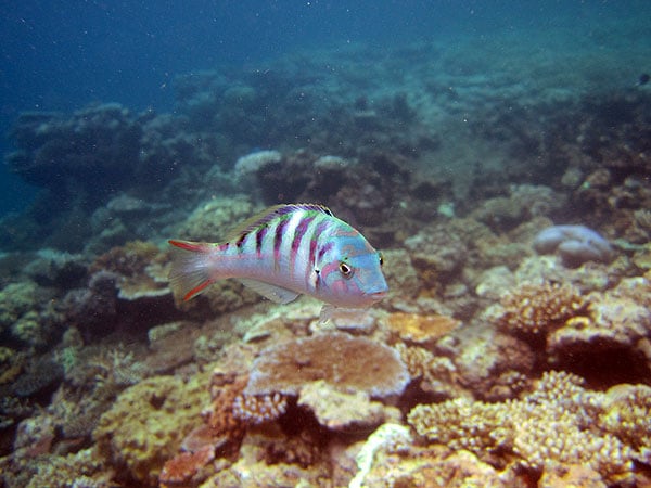 Six-bar Wrasse, Cairns Great Barrier Reef Fish