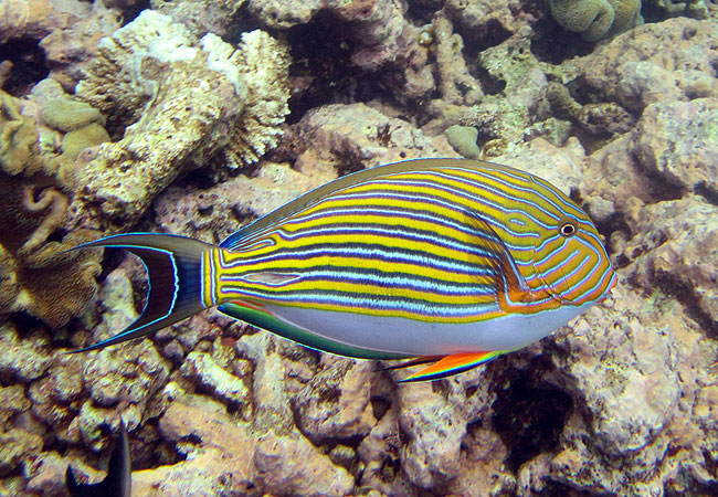 Lined Surgeonfish, Cairns Great Barrier Reef Fish