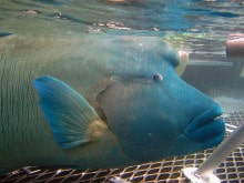 Wally giant Maori Wrasse - Reef Magic Cruises, Moore Reef