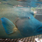 Wally giant Maori Wrasse - Reef Magic Cruises, Moore Reef