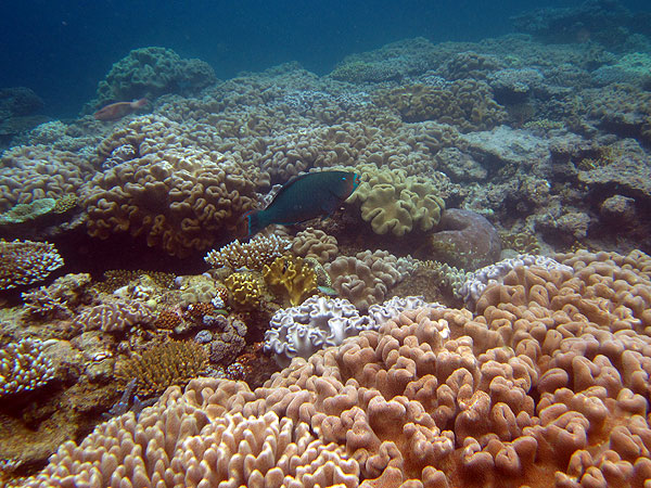 Parrotfish graze on shallow coral gardens at Moore Reef, Cairns