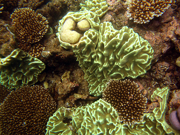 Corals on Moore Reef, Cairns Great Barrier Reef