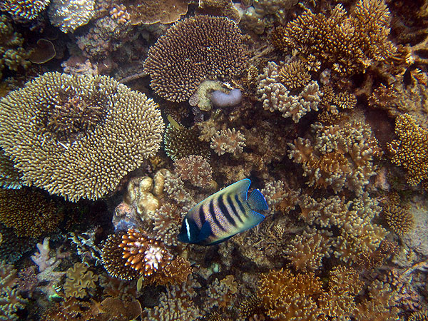Angelfish on Moore Reef, the Great Barrier Reef