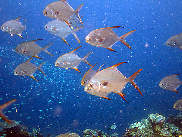 Cairns Great Barrier Reef Fish, Moore Reef