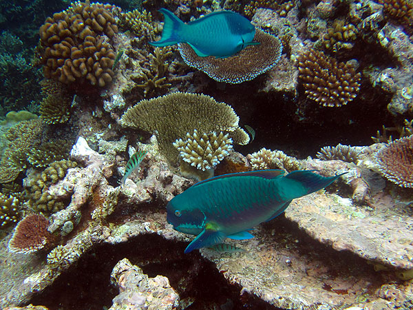 Parrotfish on Cairns Great Barrier Reef